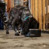 Yeti Boomer 8 Dog Bowl